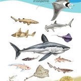 LIVRES_Guide-des-requins-raies-et-chimeres-des-cotes-francaises-et-europeennes